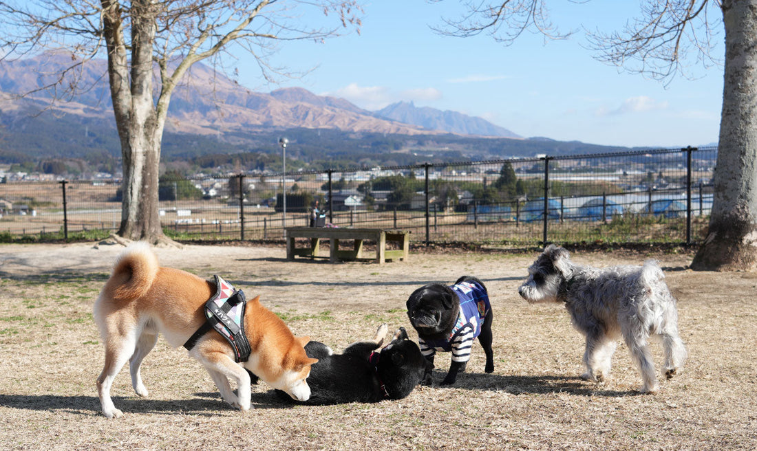 【読み物】2026年 あけましておめでとうございます