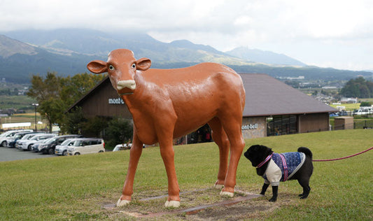 【読み物】あずちゃんと秋の阿蘇へプチお出かけ・前編🚗🍁